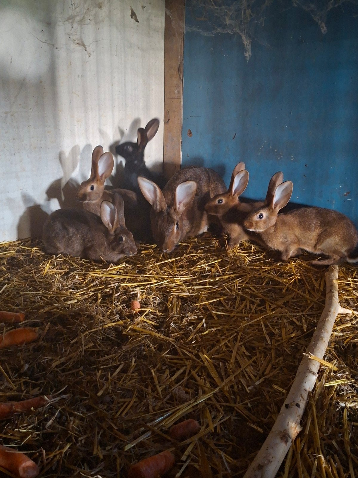 belgische haaskonijnen, Dieren en Toebehoren, Meerdere dieren, Middelgroot, 0 tot 2 jaar
