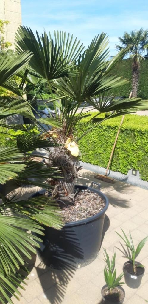ZEER MOOIE PALMBOMEN ZEER WINTER HARD, Tuin en Terras, Ophalen, Winter, Vaste plant