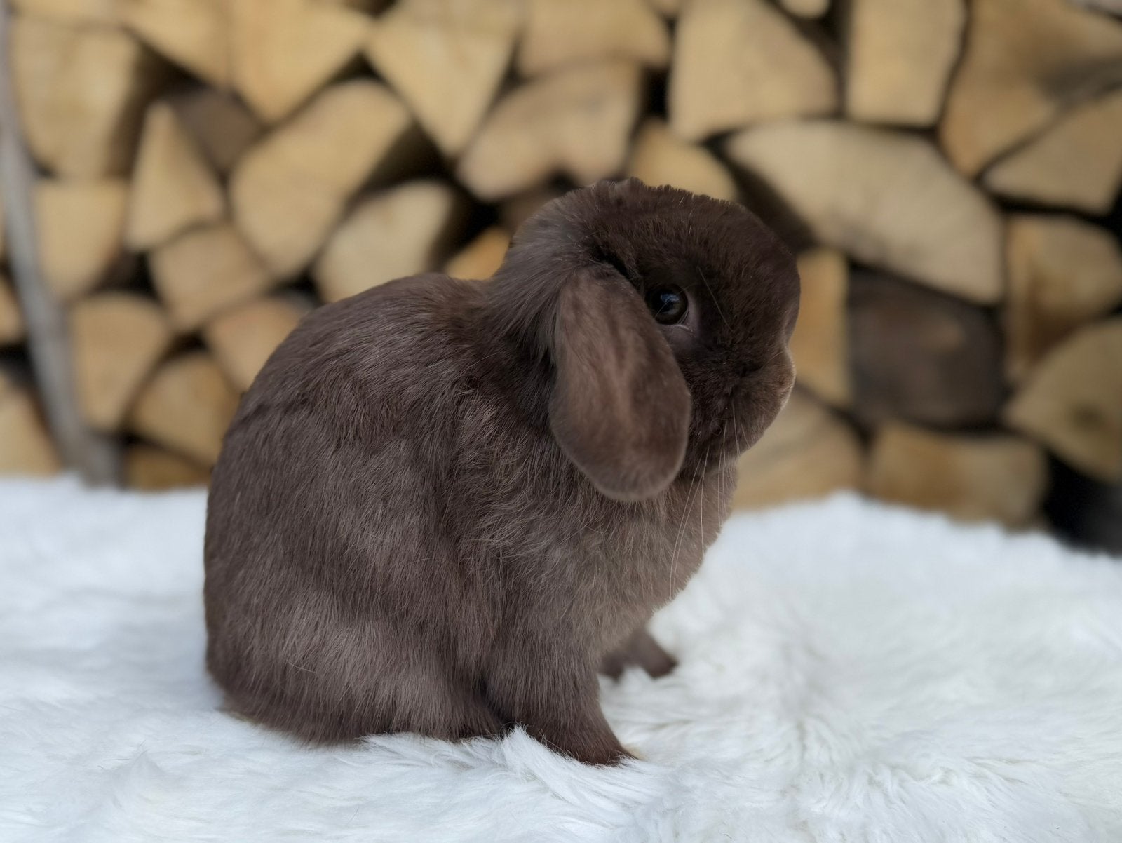 Minilop voedstertje zoekt knuffelhuisje, Vrouwelijk, Dwerg, Hangoor, 0 tot 2 jaar