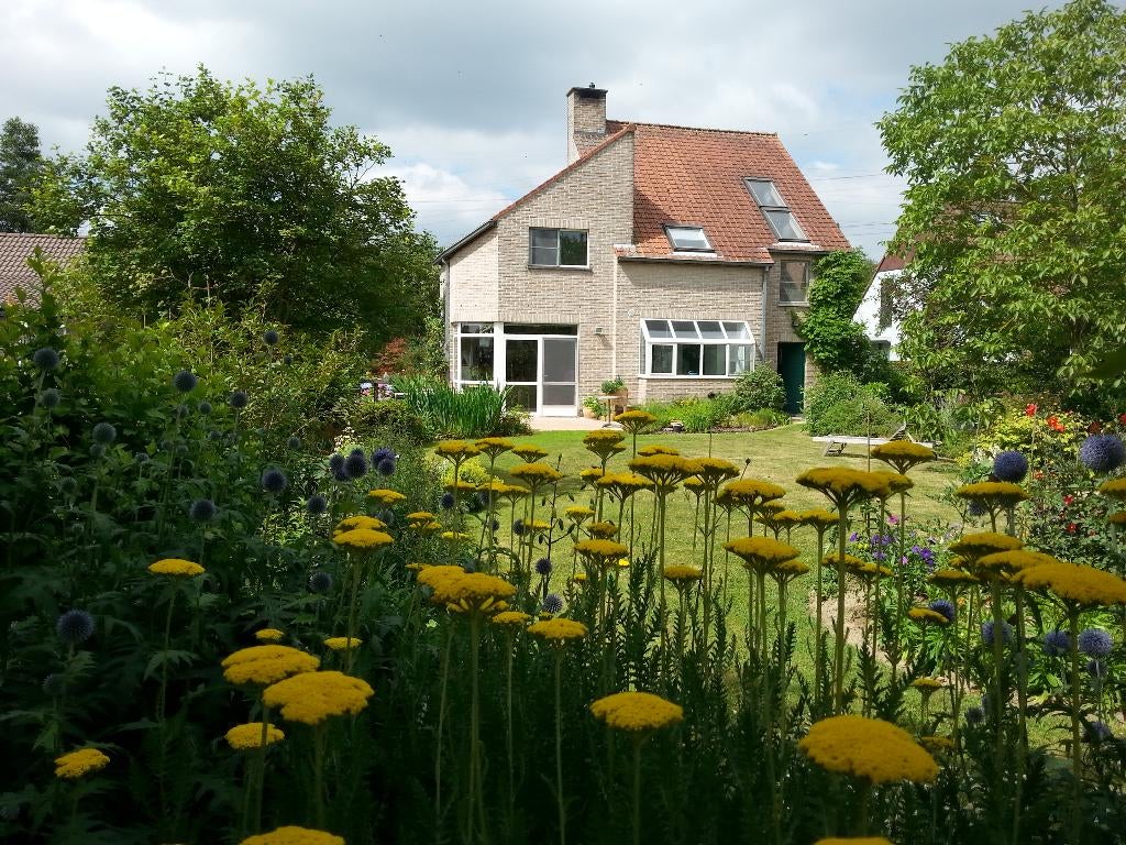 Plantes vivaces à vendre, Enlèvement, Autres espèces