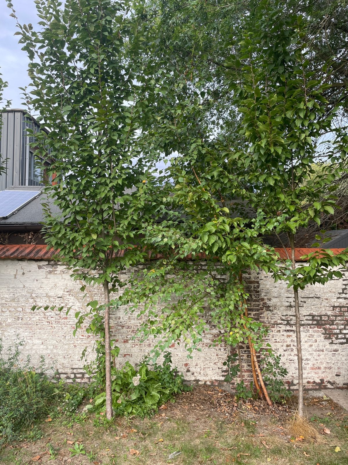 Berkenbomen 4m & 5m, Ophalen, 400 cm of meer