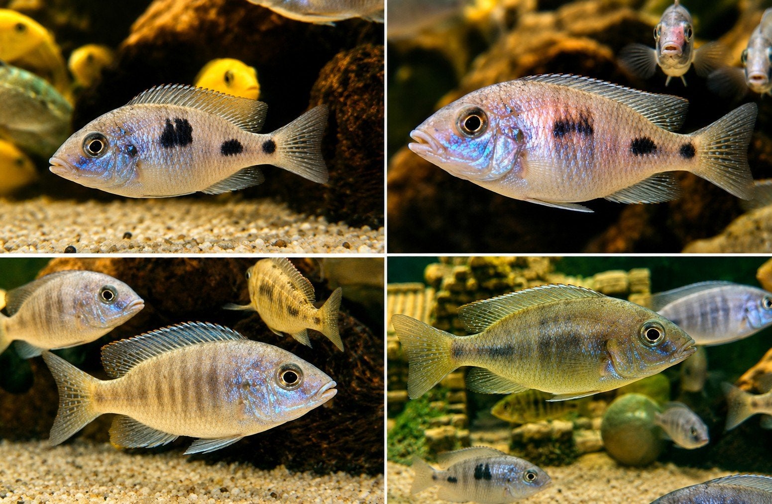 Mix van Malawi chiclide. 7€ het stuk., Dieren en Toebehoren, Vissen | Aquariumvissen