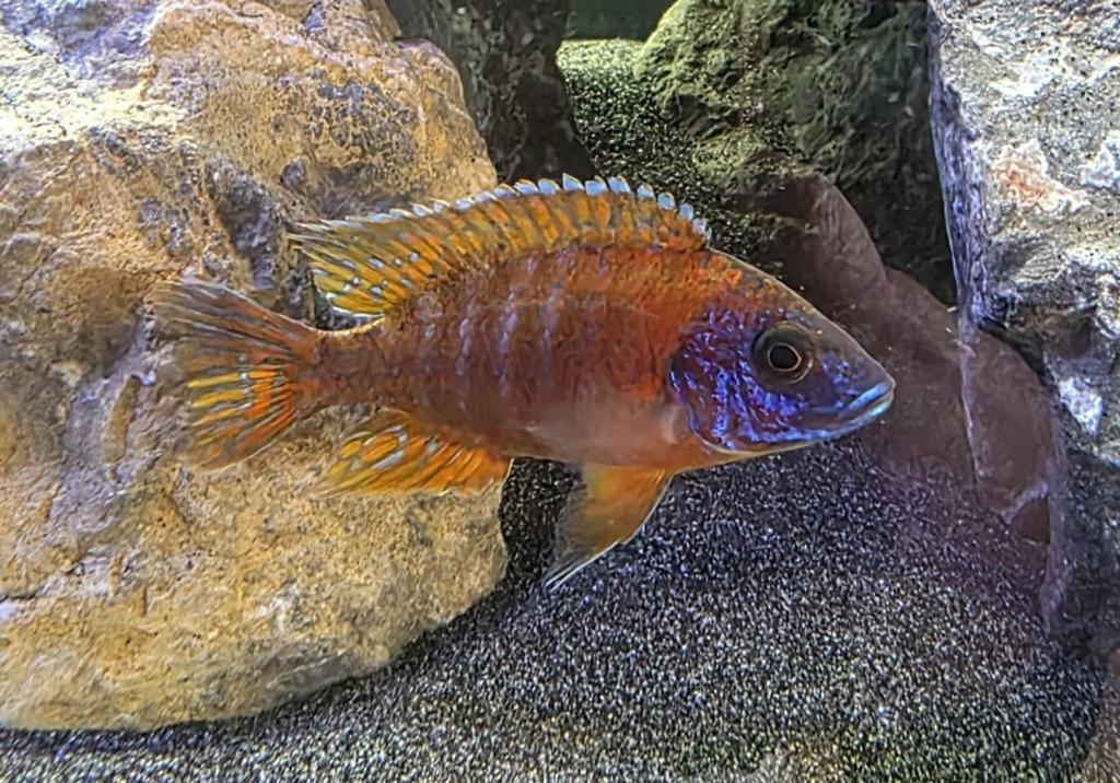 Auloncara rubin red M 8cm aquahause, Dieren en Toebehoren