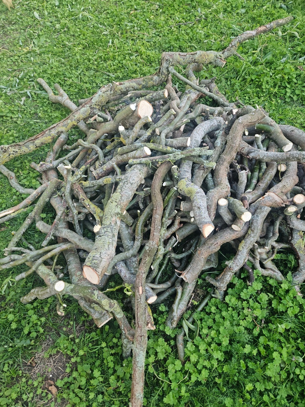 gratis brandhout en Aanmaakhout, Tuin en Terras, Ophalen