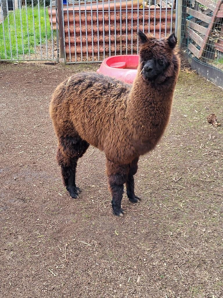 Alpaca hengstje, Juni, Mannelijk