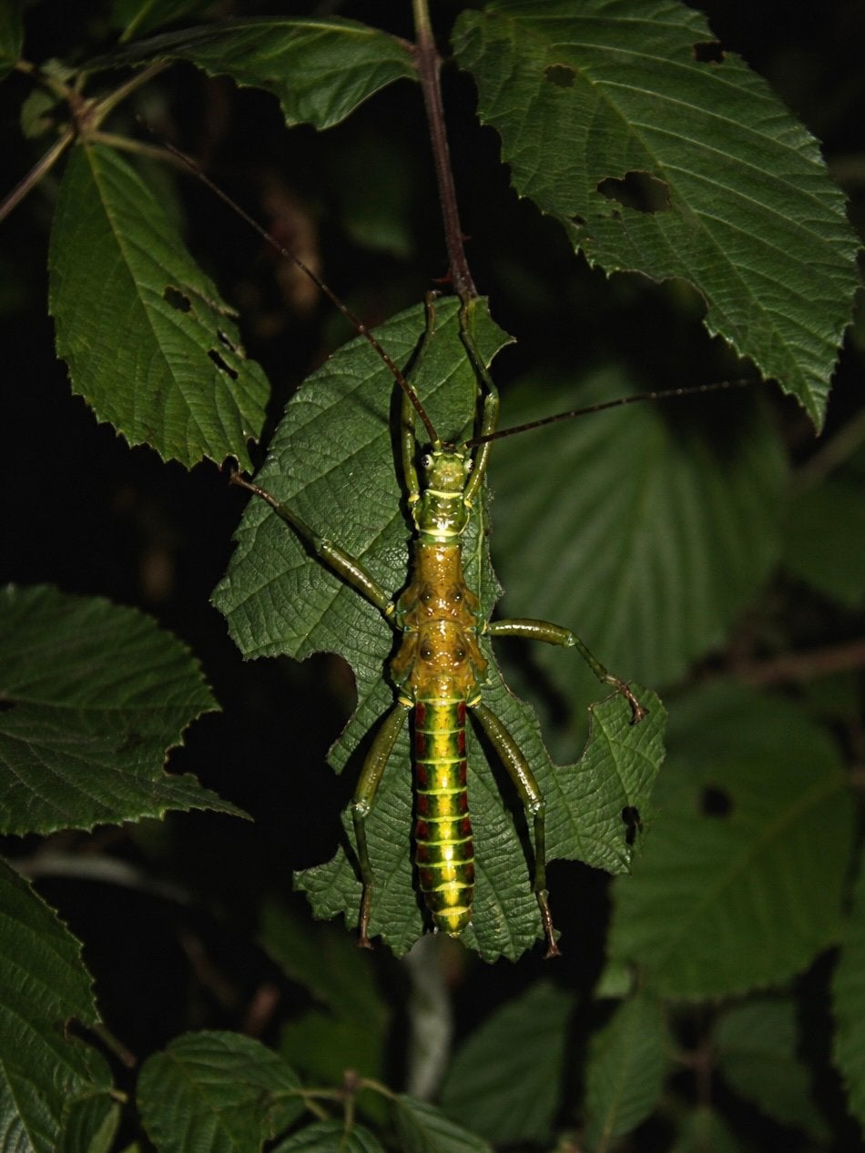Edelsteen Groene wandelende takken - Zeldzame soort, Dieren en Toebehoren, Insecten en Spinnen