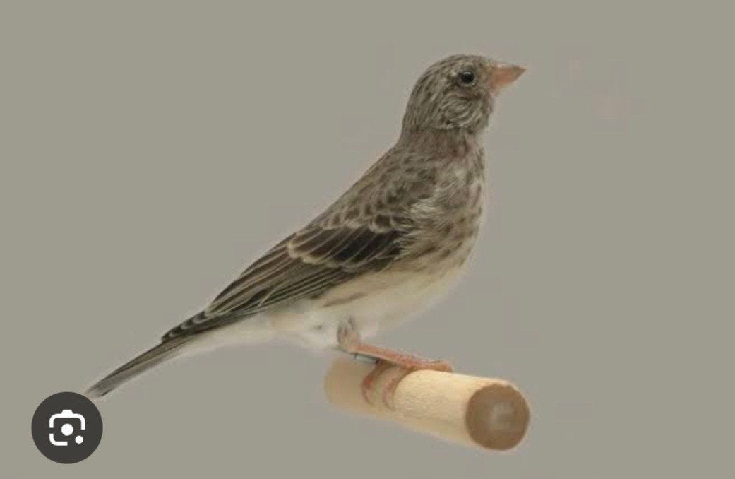 edelzangers, Dieren en Toebehoren