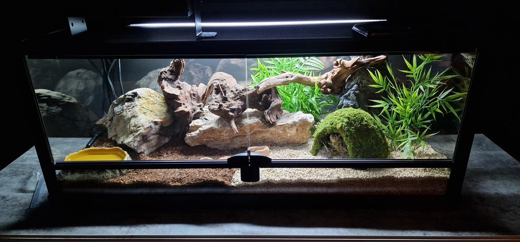 Albino Conda Western Hognose man + volledig terrarium pakket, Animaux & Accessoires, Serpent
