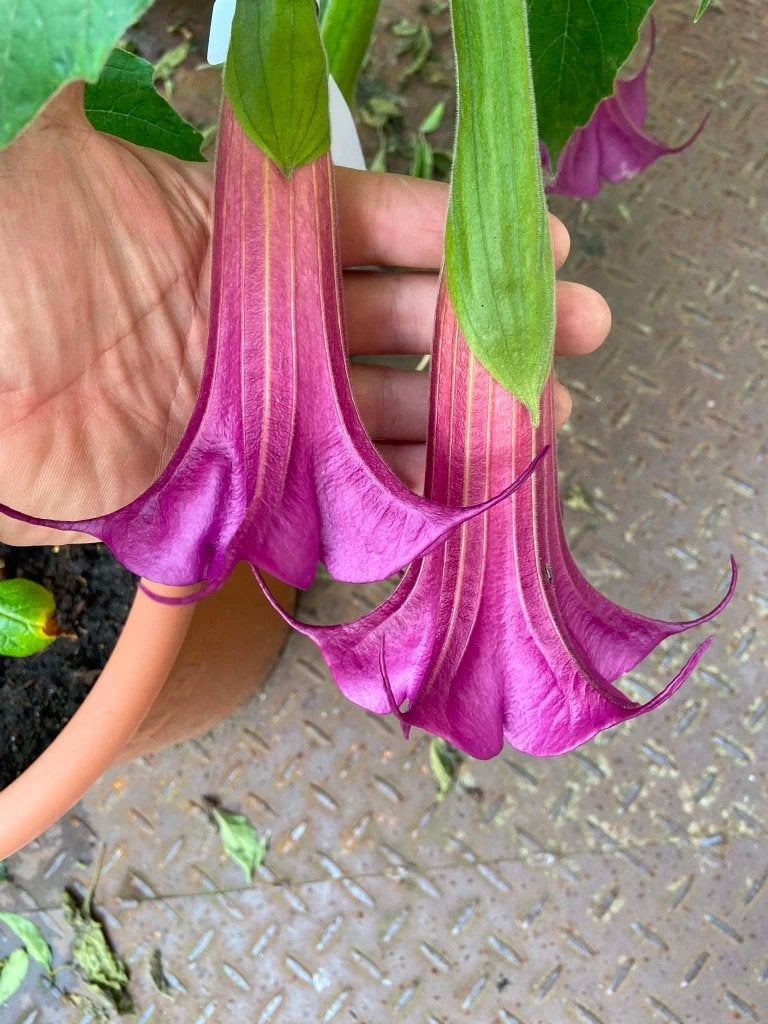 brugmansia sphaerocarpuim, Overige soorten, Vaste plant, Ophalen of Verzenden, Halfschaduw