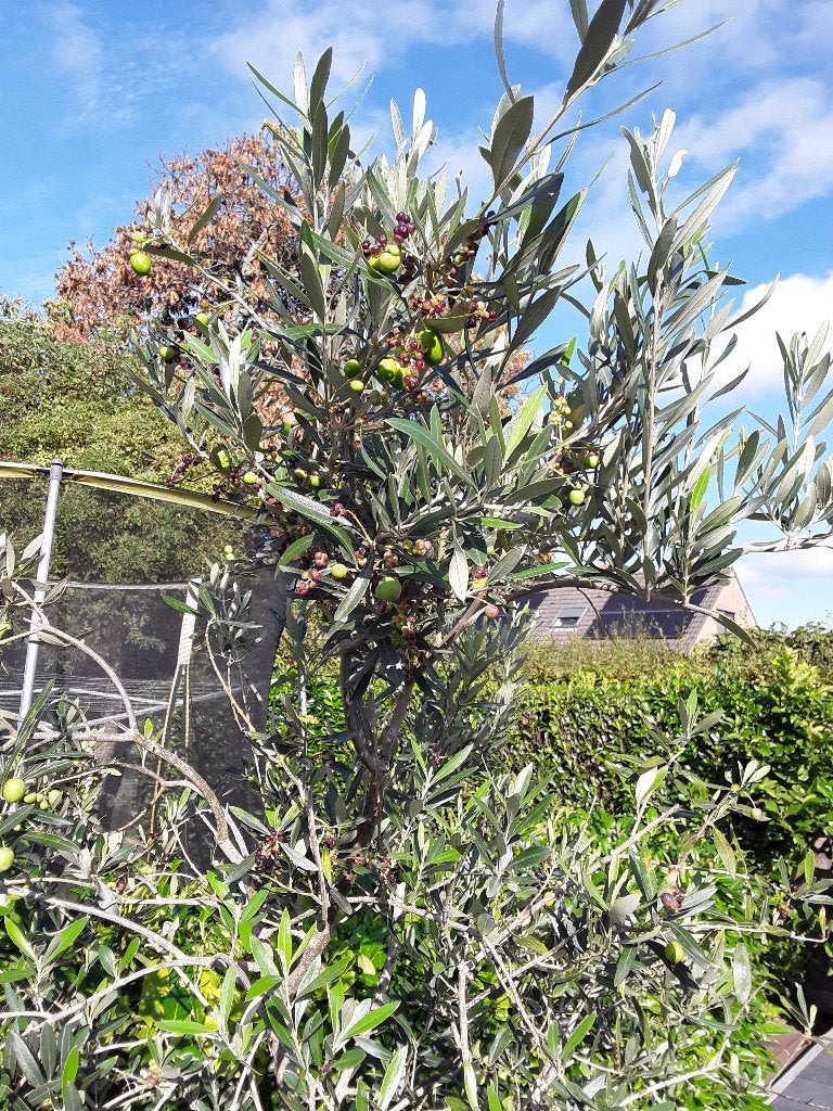 Olijfboom, Tuin en Terras, Ophalen, In pot, Olijfboom