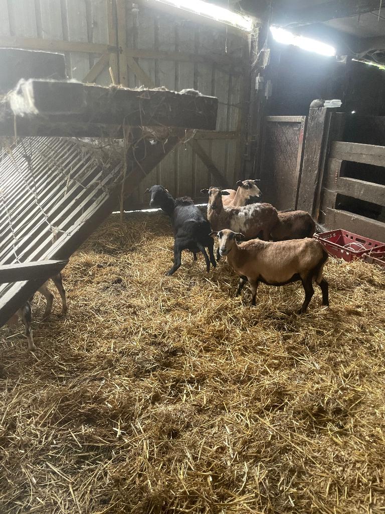 Kameroen ooien, Dieren en Toebehoren, Schapen, Geiten en Varkens, Vrouwelijk, Schaap, 0 tot 2 jaar