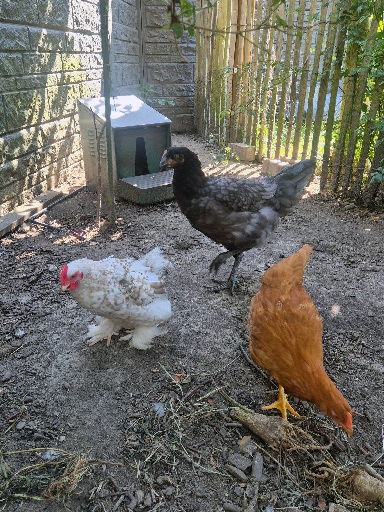 2 legkippen en een cochin haan te koop, Meerdere dieren, Kip