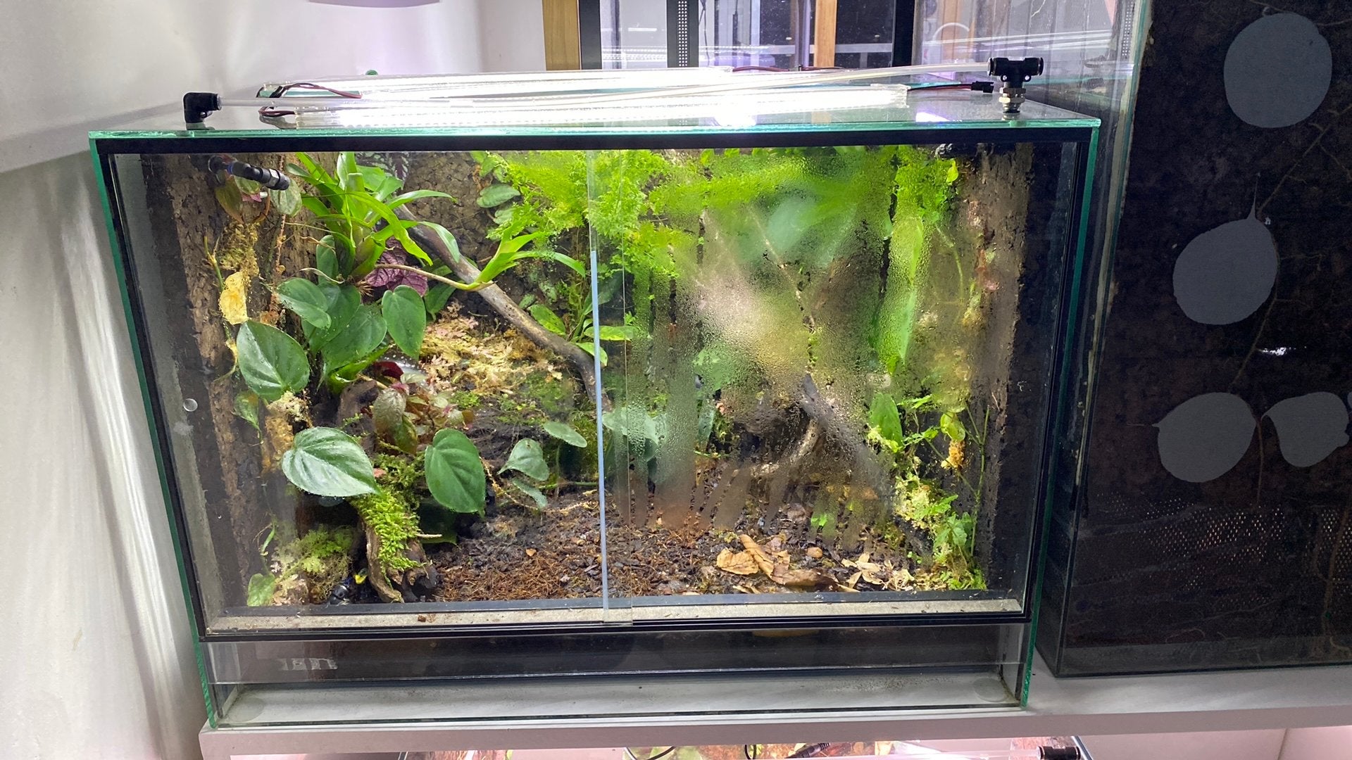 Volledig ingericht terrarium, Dieren en Toebehoren, Ophalen, Zo goed als nieuw, Terrarium of Paludarium