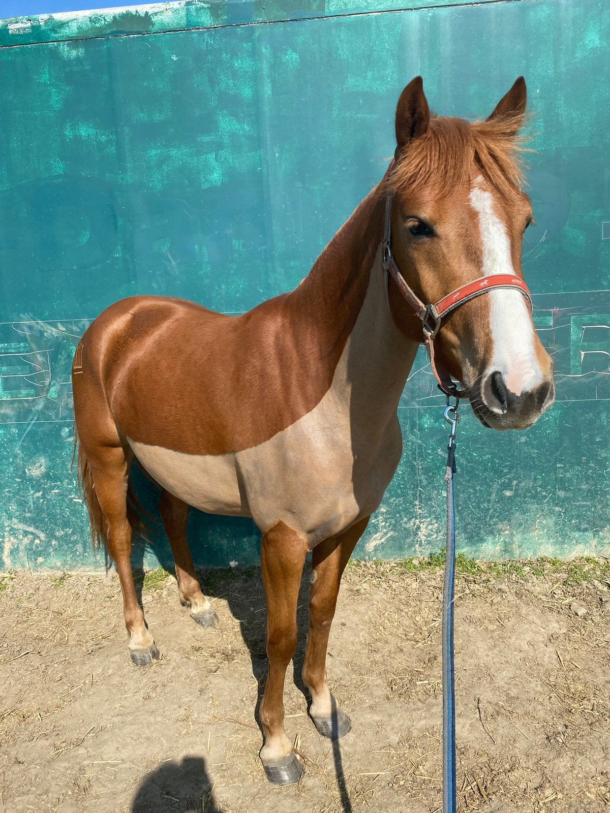 Scheren van paarden/ponys/shetlanders, Dieren en Toebehoren, Ophalen, Nieuw, Recreatie