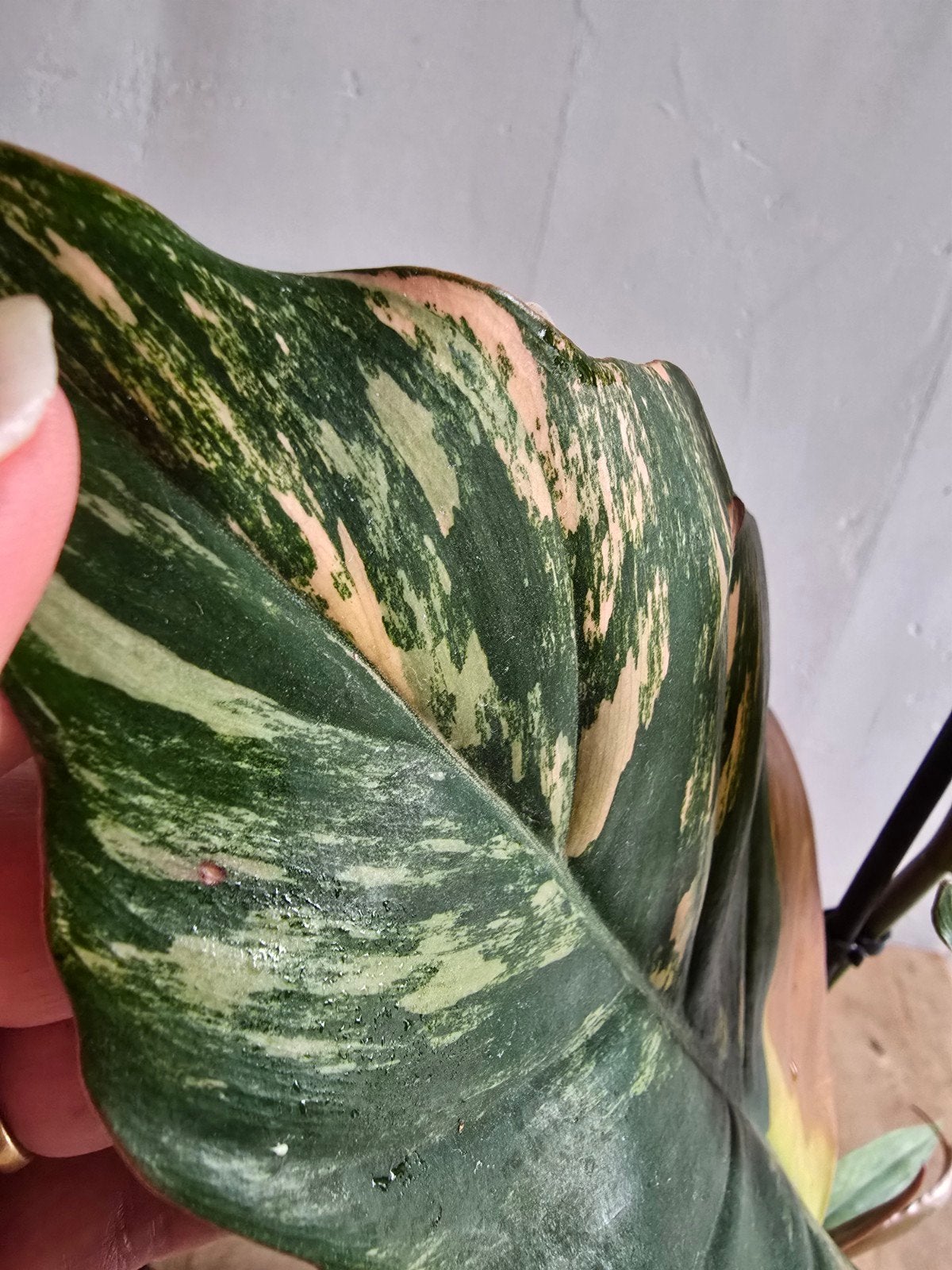 philodendron caramel marble, Enlèvement