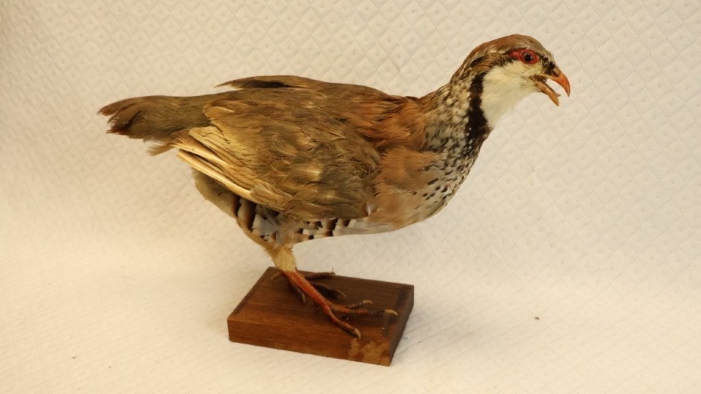 taxidermie - opgezette vogel patrijs, Collections, Enlèvement ou Envoi, Utilisé, Oiseaux, Animal empaillé