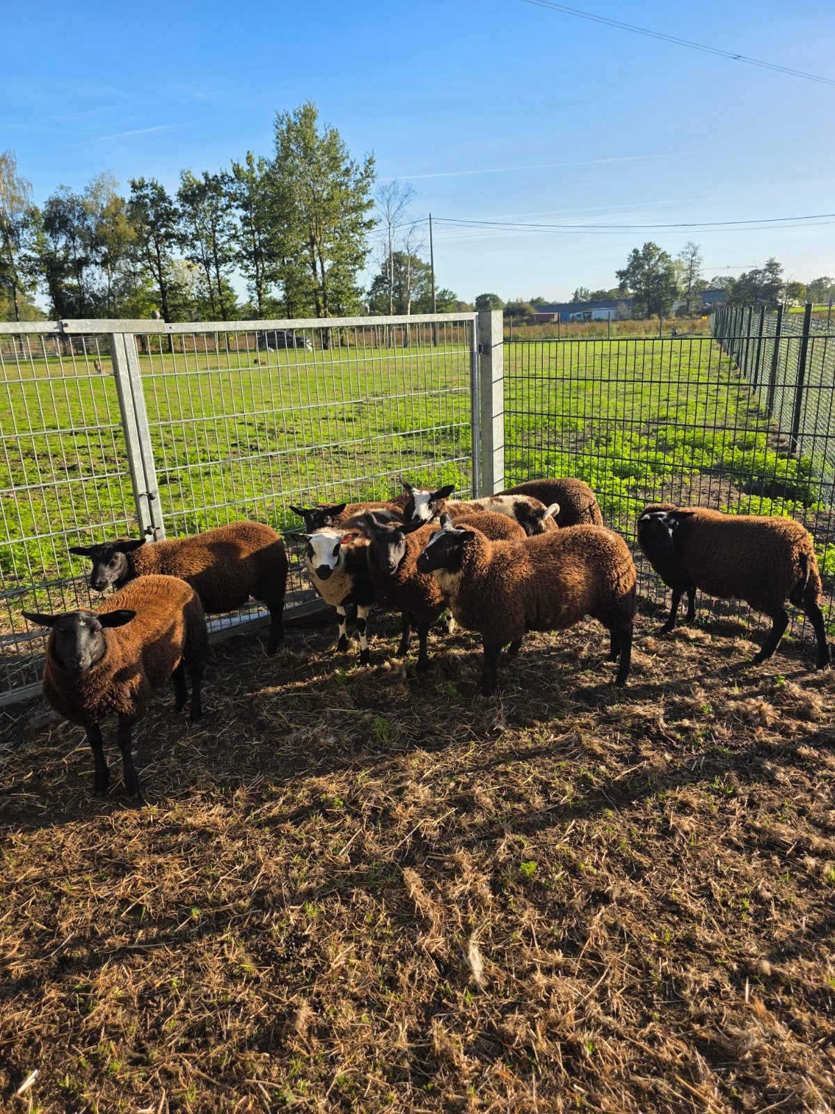 9 jonge ooien te koop, Dieren en Toebehoren, Vrouwelijk, Schaap, 0 tot 2 jaar