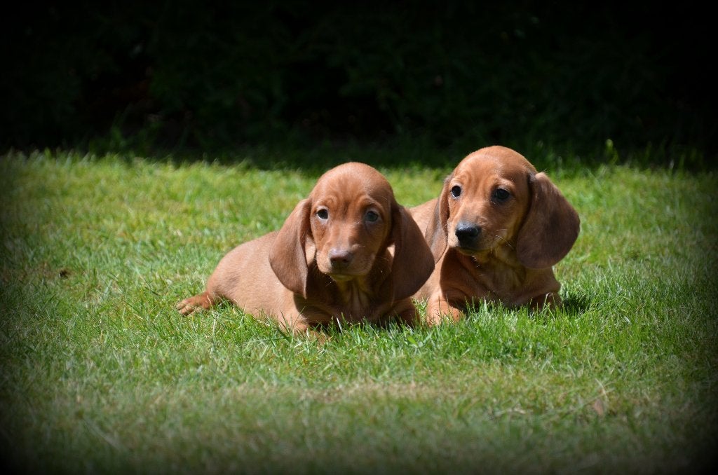 Chiots teckel à poil court, Animaux & Accessoires, Chiens | Teckels & Bassets, 15 semaines à 1 an, Poils courts, Maladie de Carré (chiens)