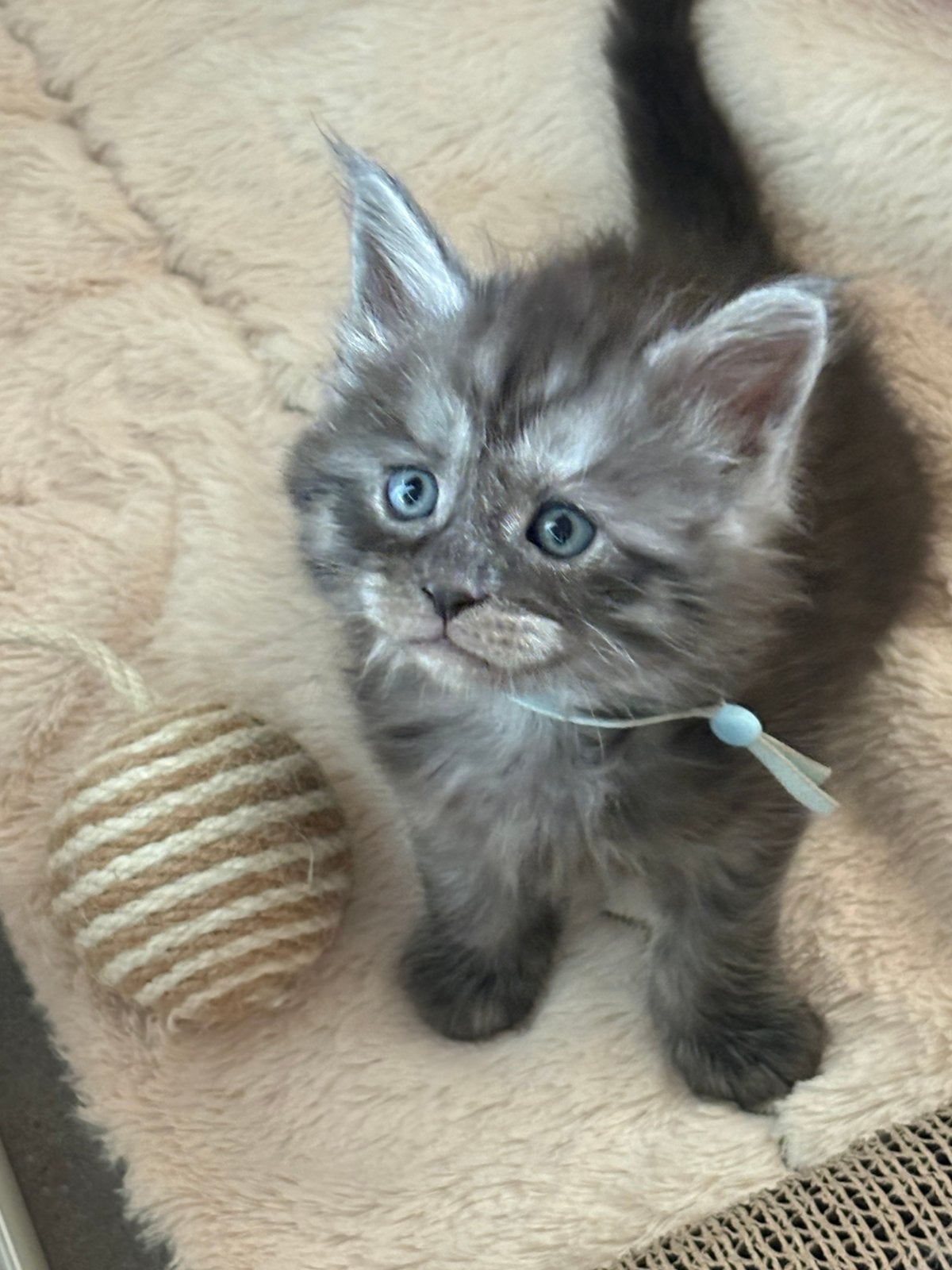 Maine Coon kittens met stamboom.✨❤️🥇, Animaux & Accessoires, Plusieurs animaux, Avec pedigree, 0 à 2 ans