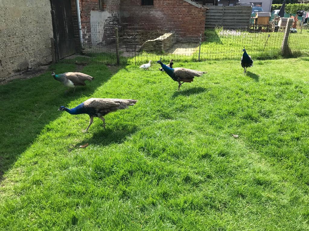 Pauwen, Dieren en Toebehoren, Mannelijk, Tropenvogel, Tam