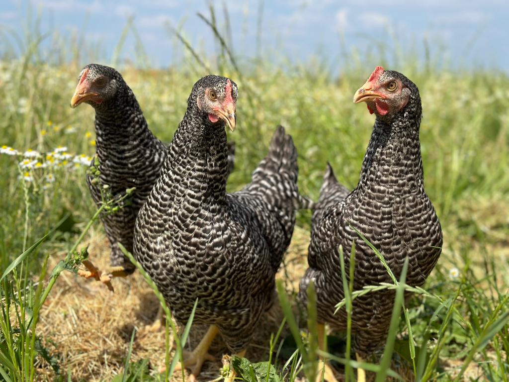 Jonge tamme Hollandse koekoek kippen gesekst en ingeënt, Dieren en Toebehoren, Pluimvee, Vrouwelijk, Kip