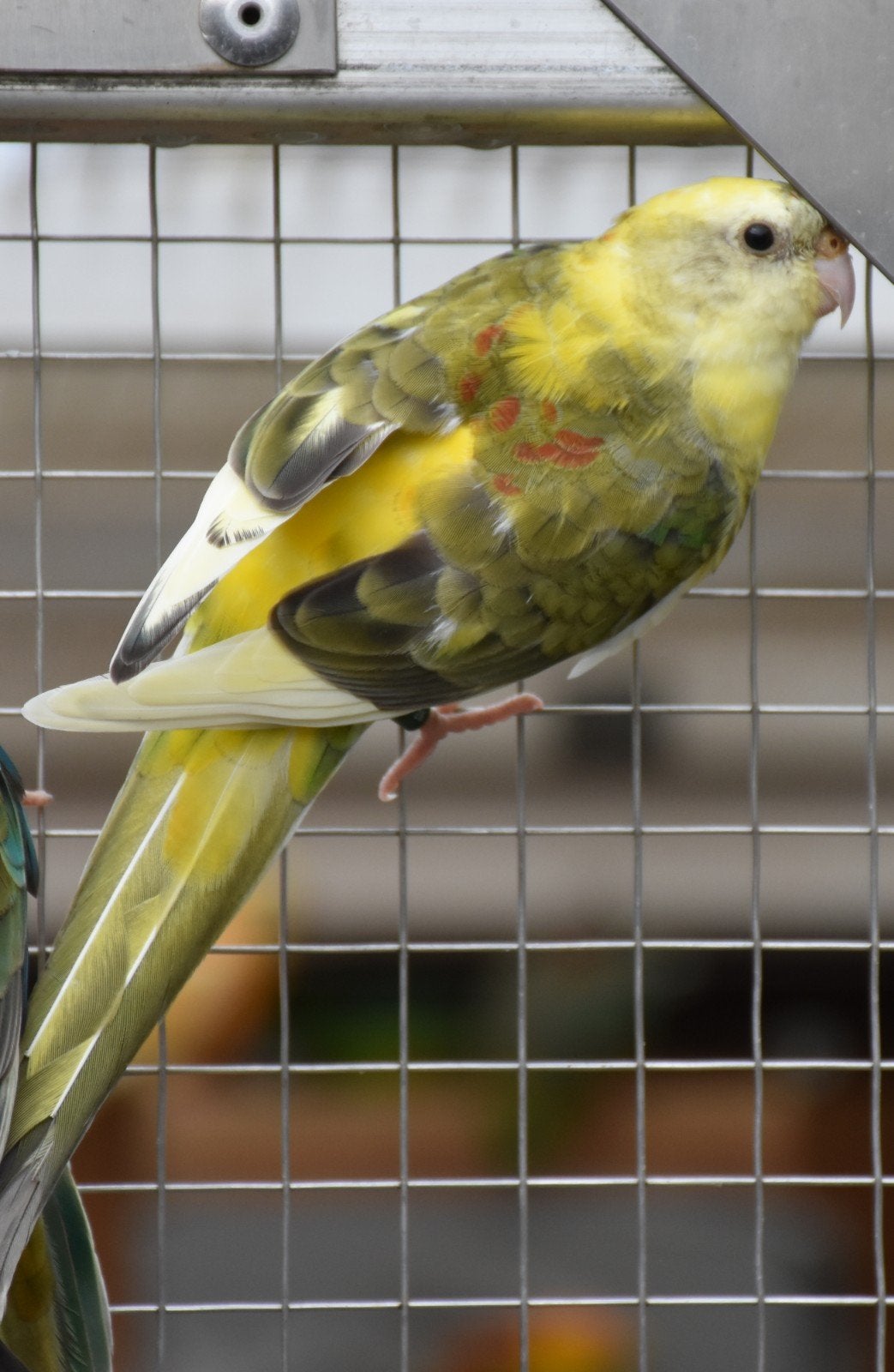 Roodrugparkiet, roodrug  mannen, Dieren en Toebehoren, Mannelijk, Parkiet, Geringd