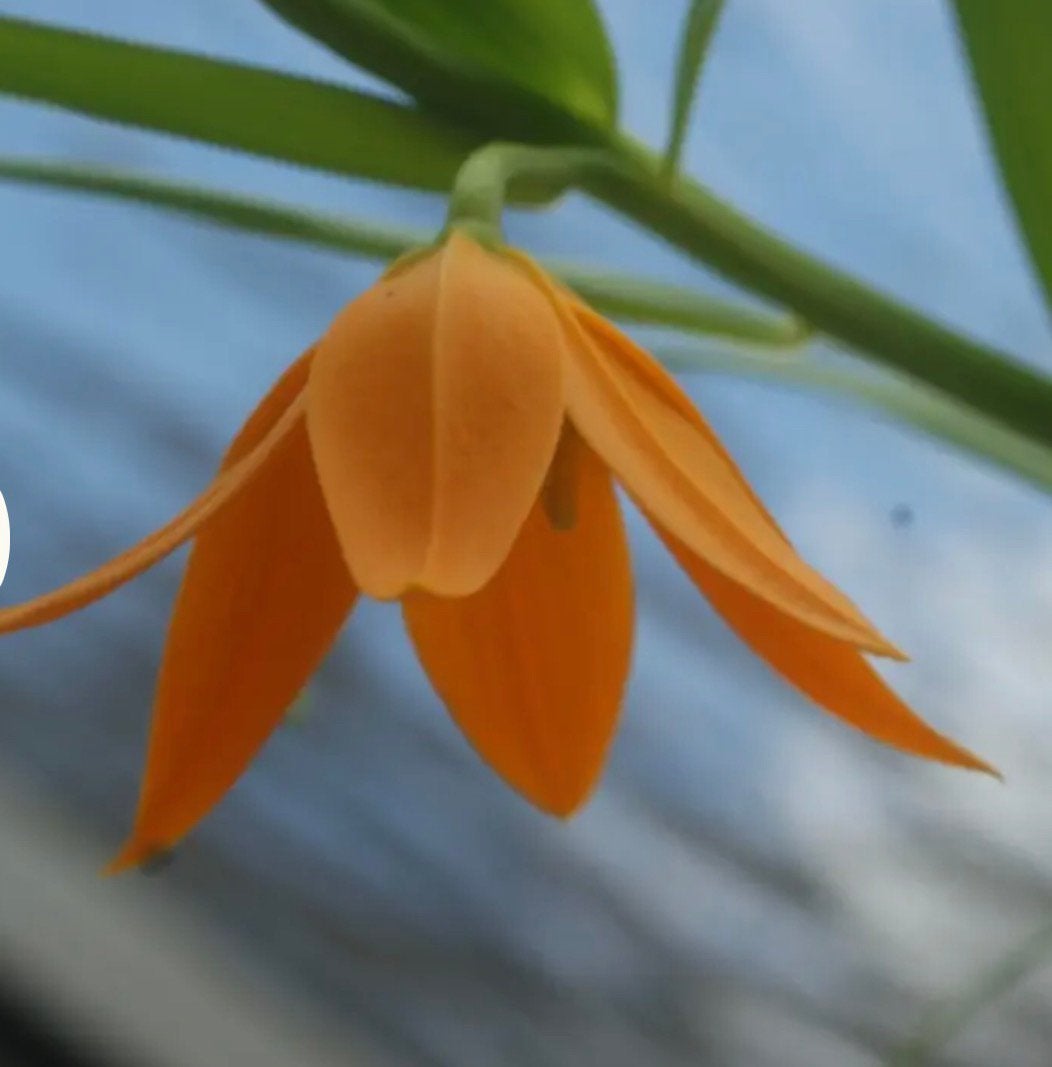 Gloriosa modesta – 3-jarige zaailingen, Tuin en Terras, Ophalen