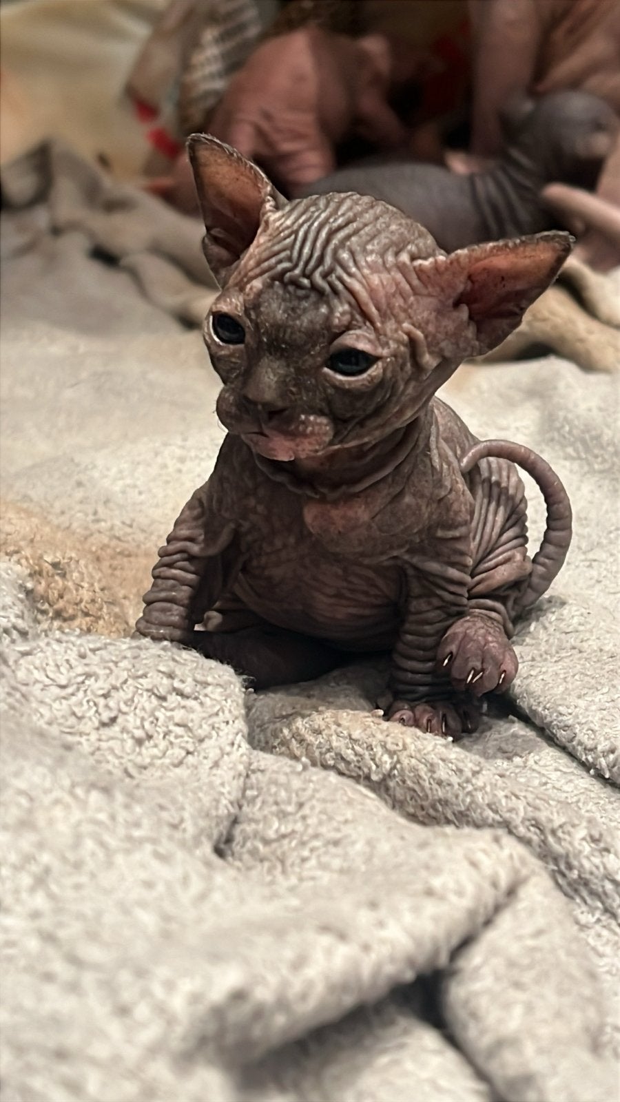Chaton Sphynx, Animaux & Accessoires, Enlèvement ou Envoi