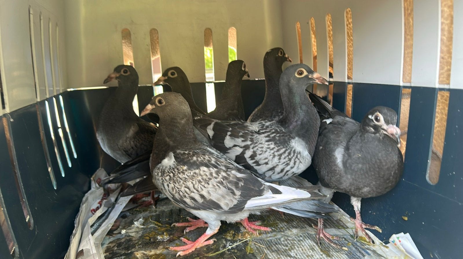 Jeunes pigeons, Plusieurs animaux, Pigeon voyageur
