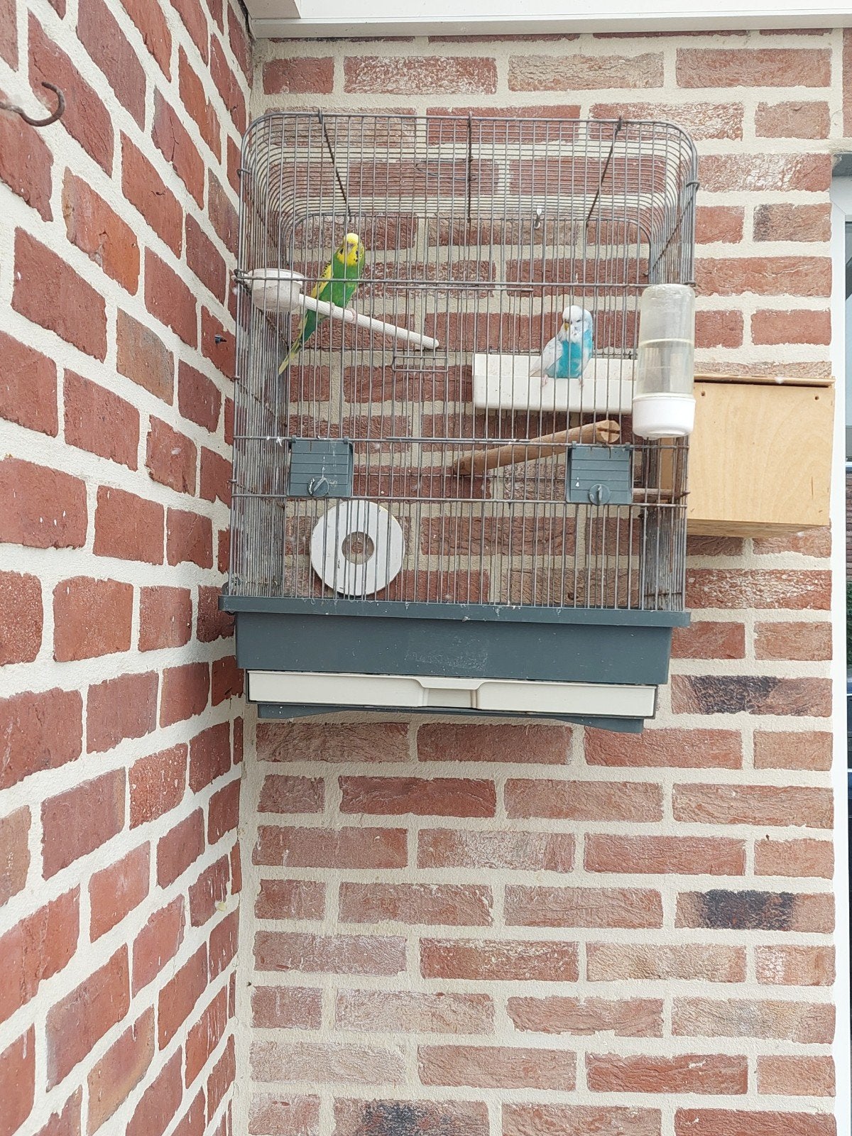 grasparkieten koppel met kooi, Enlèvement