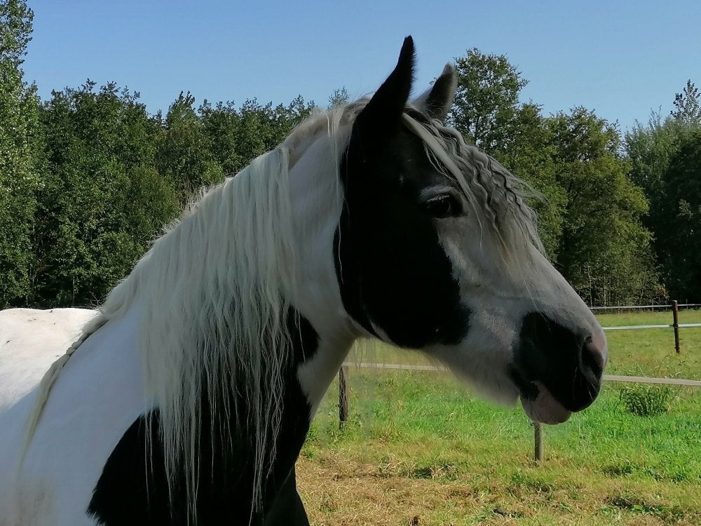 Therapiepaard gezocht