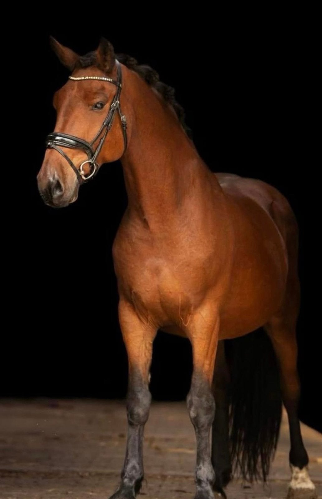 Pedro zoekt een ervaren thuis, Vermifugé, Hongre, Moins de 160 cm, Non dressé