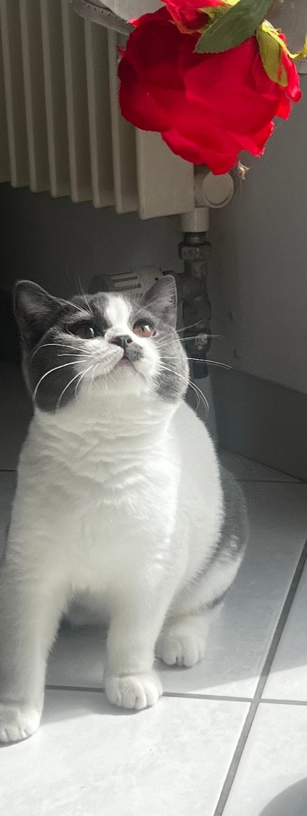 Prachtige Britse Korthaar - nog 2 poesjes met Stamboom, Dieren en Toebehoren, Katten en Kittens | Raskatten | Korthaar, Poes, Met stamboom