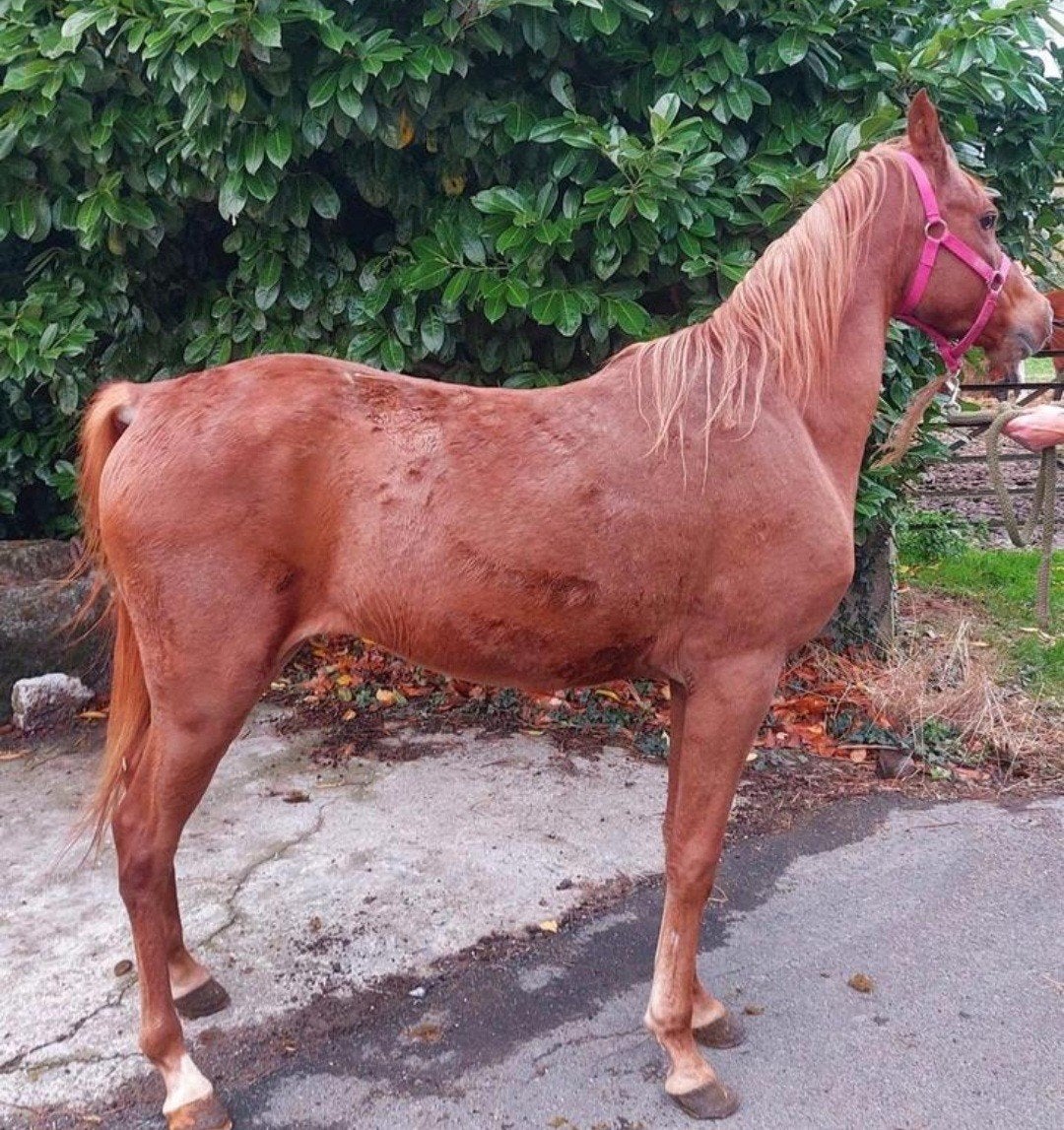 Pony ruin 7 jaar nog te beleren +-1m43, Animaux & Accessoires, Poneys, Hongre