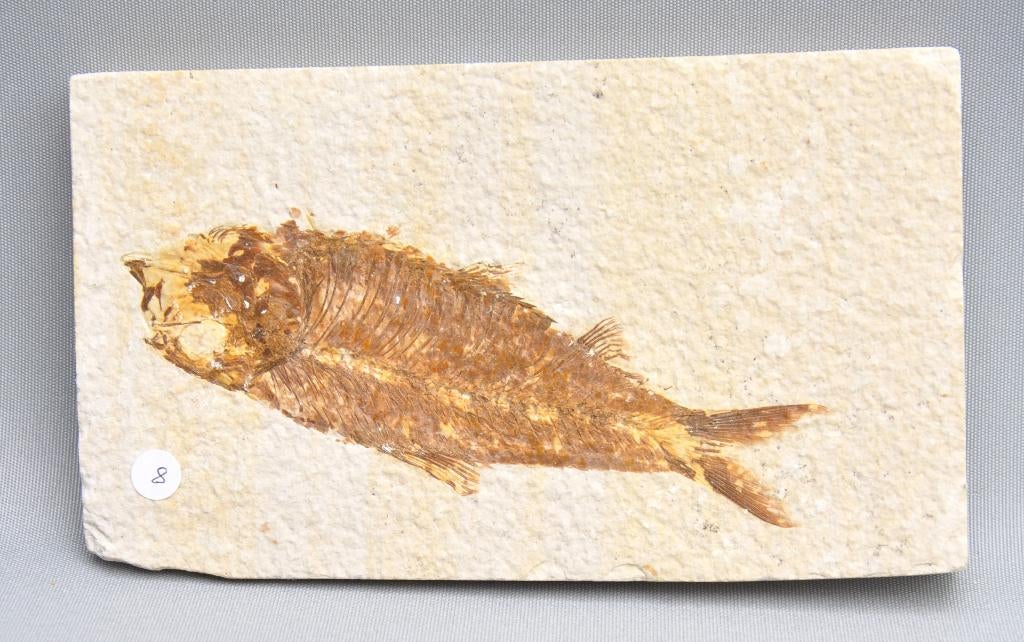 Fossiel: Knightia Eocaena vis (11,5 cm) - Eoceen - Wyoming, Ophalen of Verzenden, Fossiel