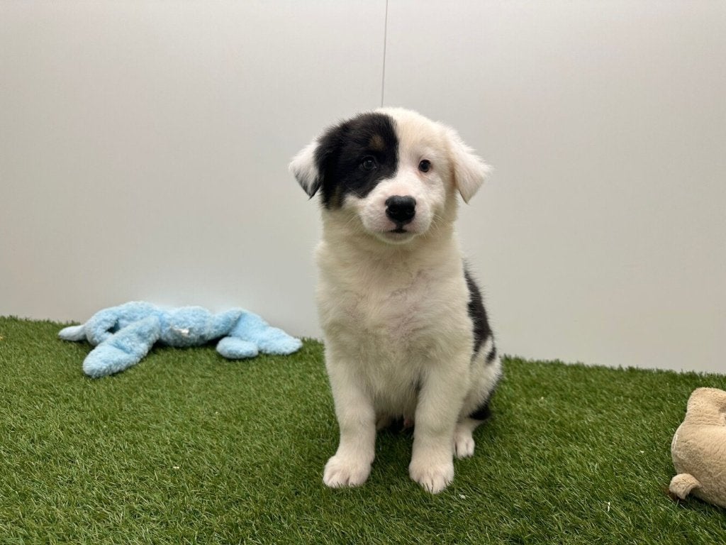 Australische Herder pups, Dieren en Toebehoren, Parvo, België, 8 tot 15 weken, Meerdere