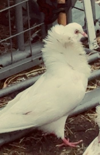 Mooi duiven, Dieren en Toebehoren, Mannelijk, Kropper