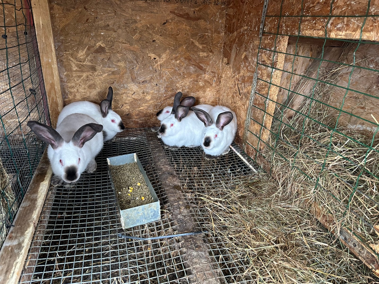 Vleeskonijn, Animaux & Accessoires, Lapins