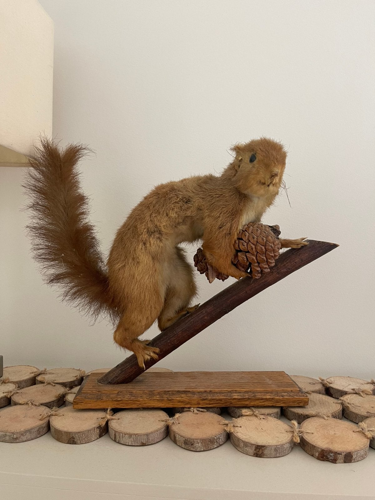 Écureuil vintage en peluche Taxidermie, Enlèvement, Utilisé, Animal sauvage, Animal empaillé