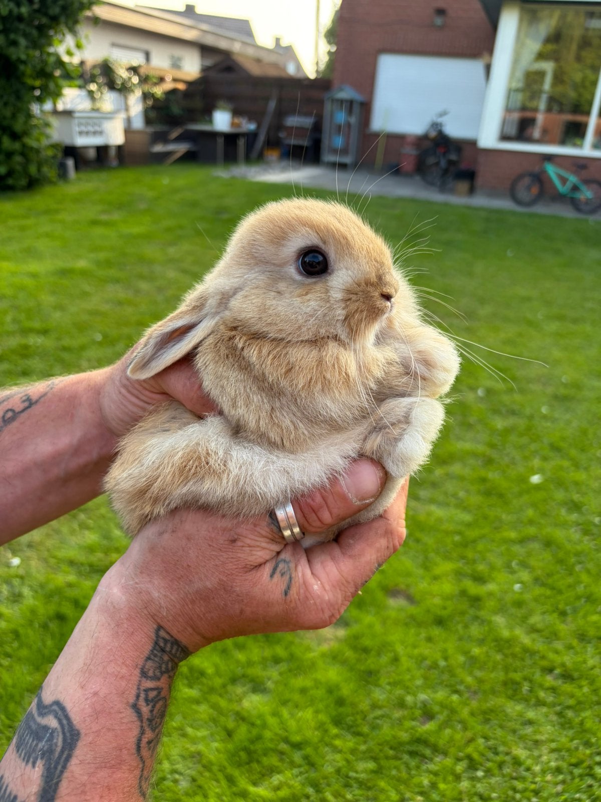 Dwergkonijntjes, Dieren en Toebehoren, Konijnen