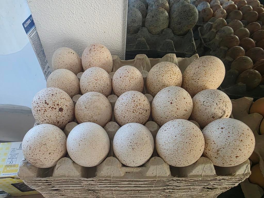 Zwart kalkoen broedeieren, Ophalen of Verzenden