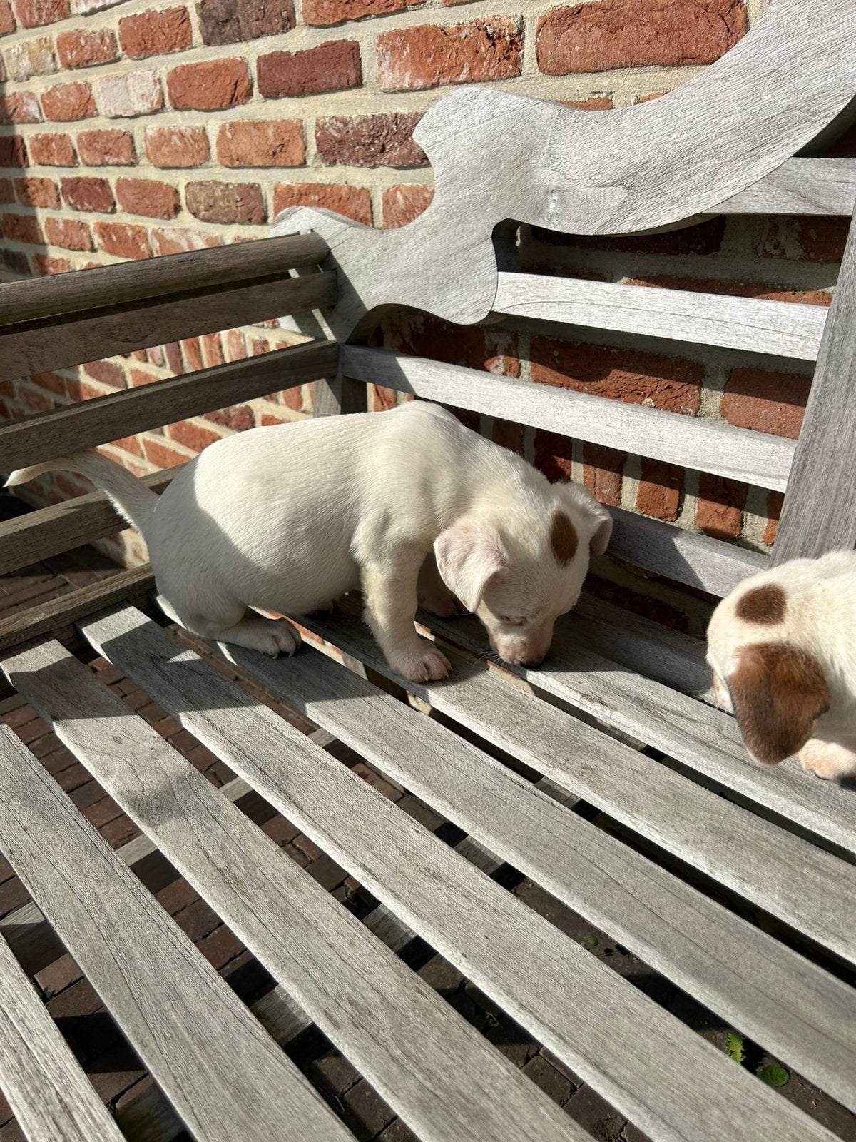 Jack Russel pups, Dieren en Toebehoren, België, Fokker | Hobbymatig, 8 tot 15 weken, Teef