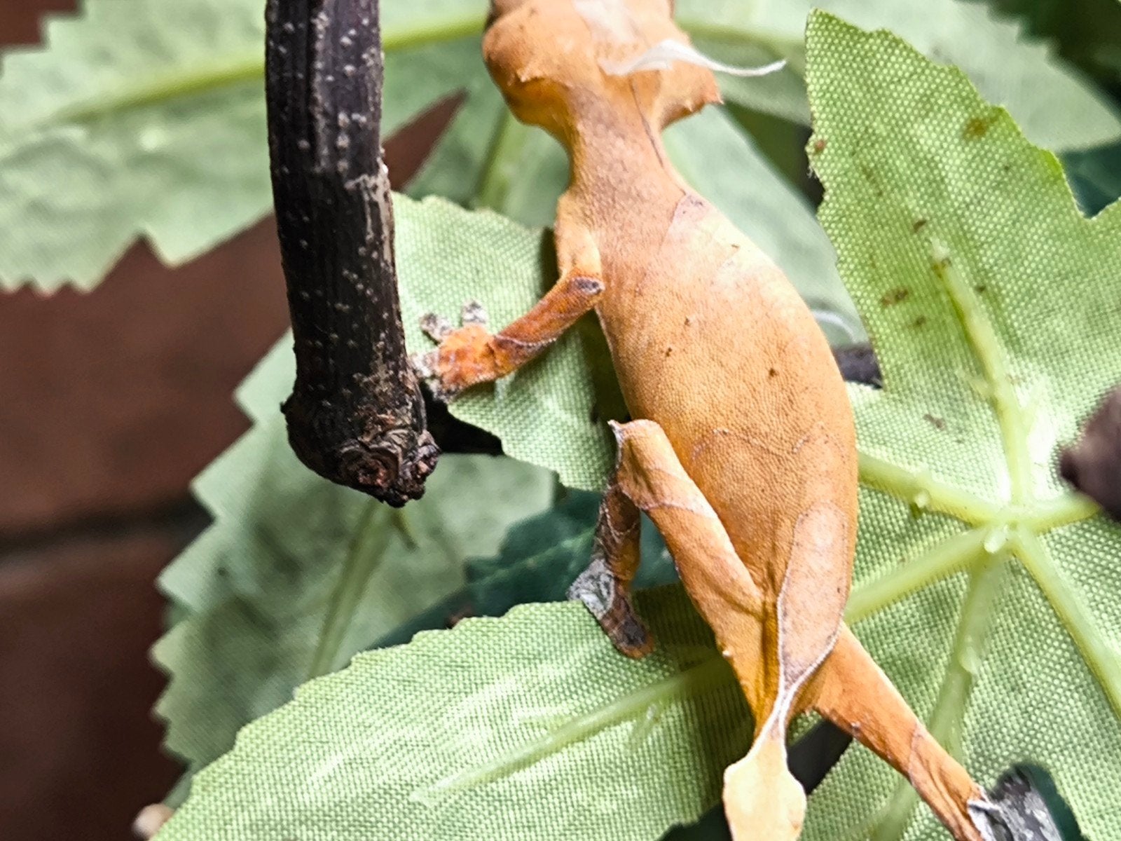 Uroplatus Ebenaui, Hagedis, Tam, 0 tot 2 jaar