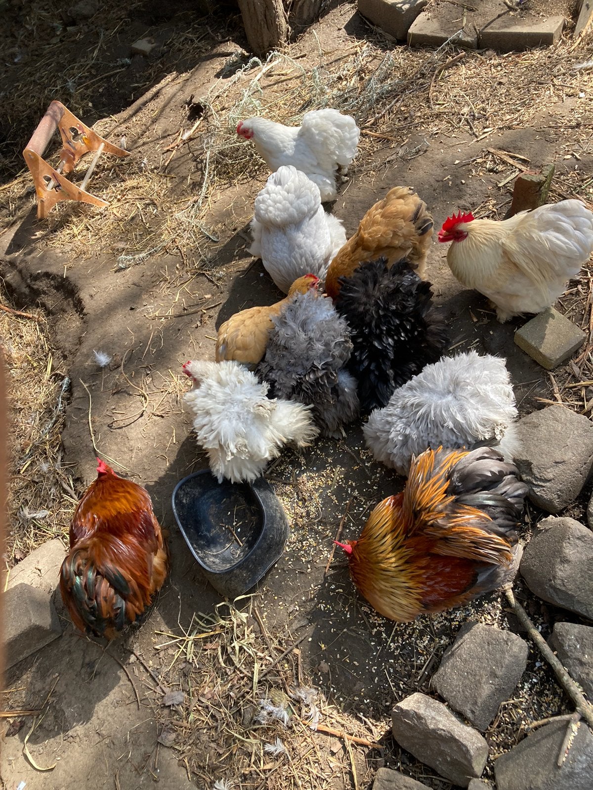 Koppeltje cochin krieltje te koop, Dieren en Toebehoren