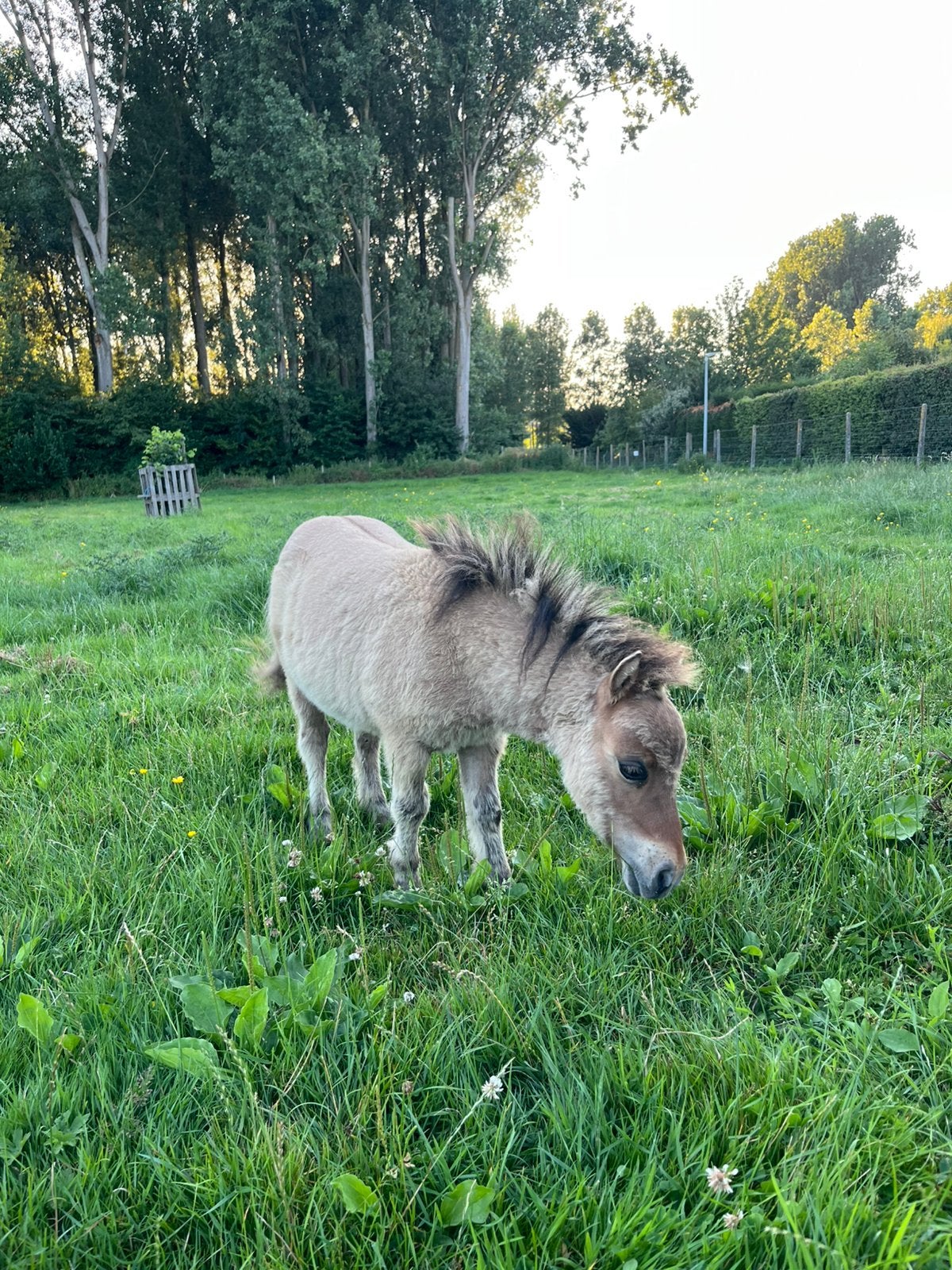 Shetlander hengstje, Dieren en Toebehoren, Hengst, A pony (tot 1.17m), Gechipt, 0 tot 2 jaar