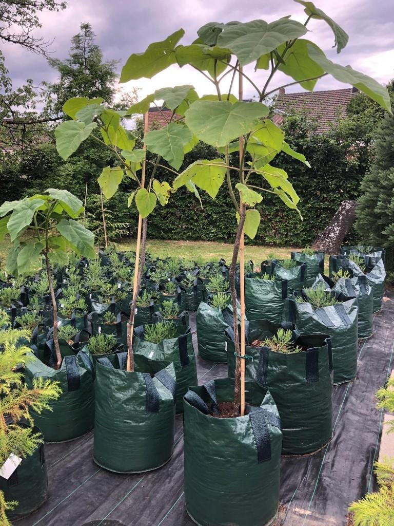 Paulownia tomentosa / Royal Empress tree / Kiri bomen, Jardin & Terrasse, Plantes | Arbres, Autres espèces, 100 à 250 cm, Plein soleil