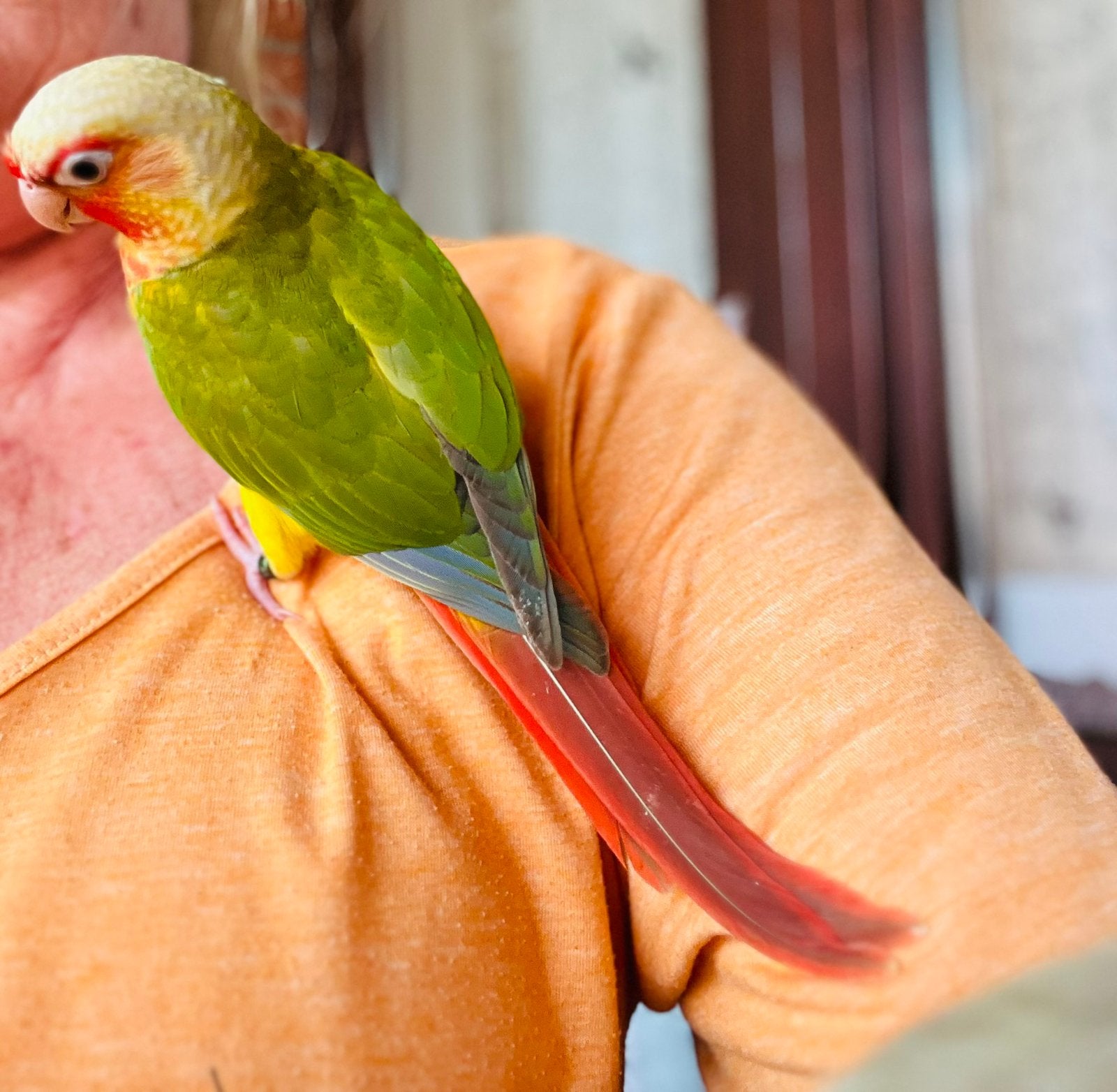 Conure pyrrhura  molinea EAM, Femelle