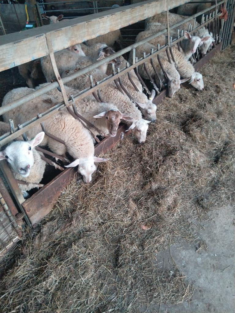 schapenmelk, Dieren en Toebehoren, Schaap