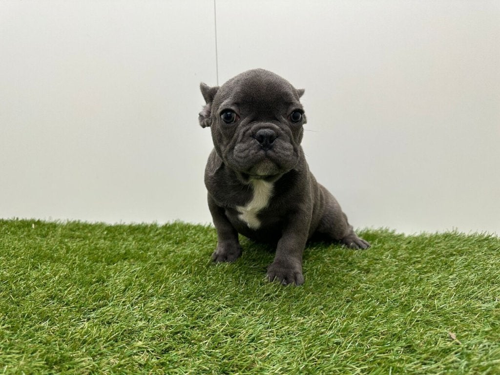 Franse Bulldog pup, Dieren en Toebehoren, Honden | Bulldogs, Pinschers en Molossers, België, 8 tot 15 weken, Meerdere dieren, Eén hond