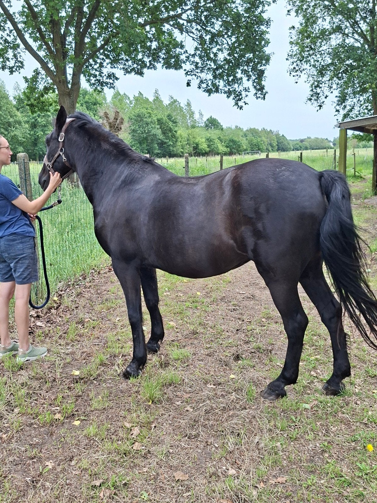 Recreatie paard, Minder dan 160 cm, Zadelmak, 11 jaar of ouder, Recreatiepaard
